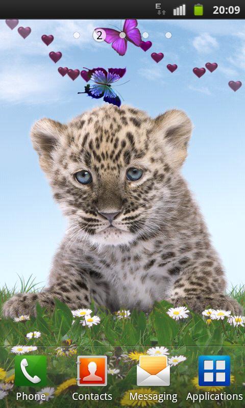 Panther, cute cat