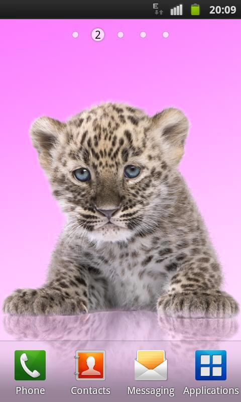 Panther, cute cat
