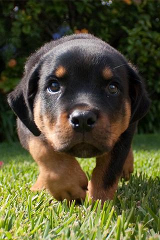 Rottweiler Wallpapers