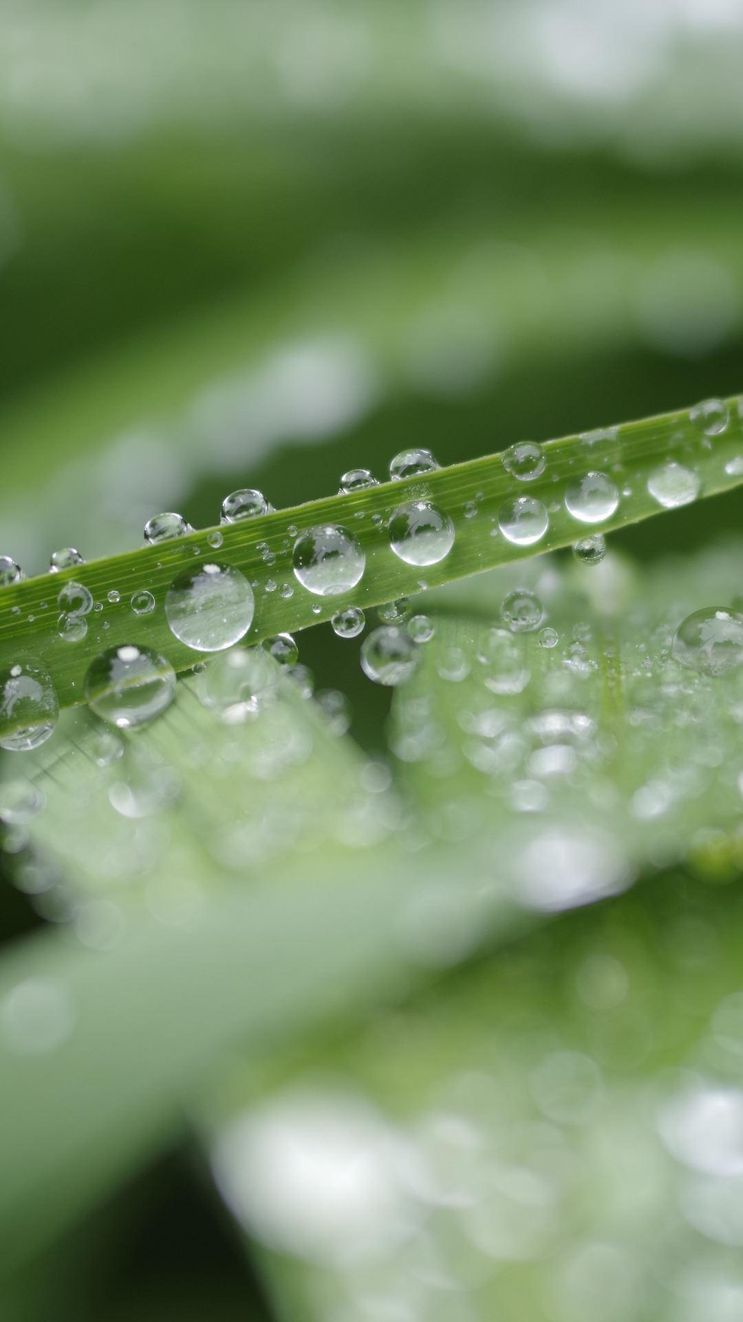 Magic Touch: Grass Live Wallpa