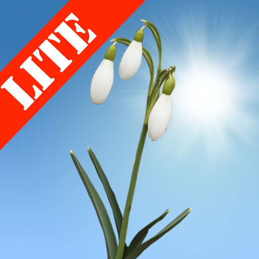 Snowdrops Lite