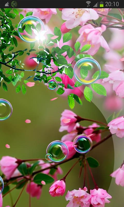 Pink Sakura Flow Bubbles HD