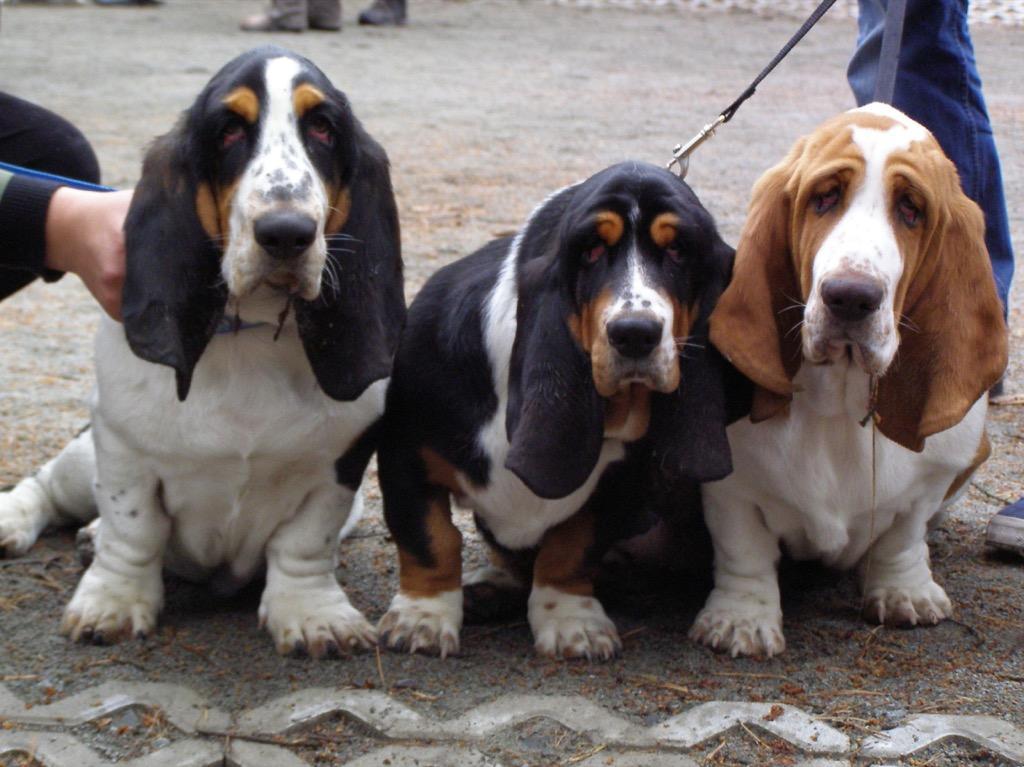 Cute Basset Hounds Wallpapers