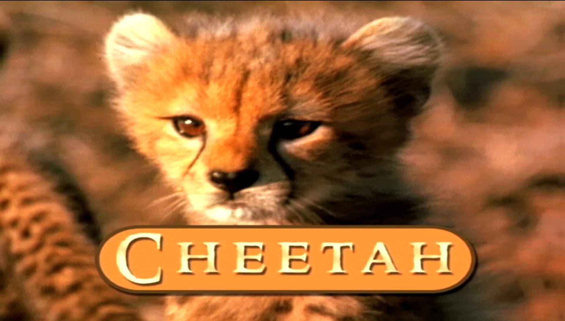 Noah's Floating Zoo Animals