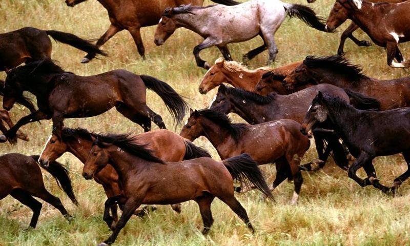 Wild horse wallpapers