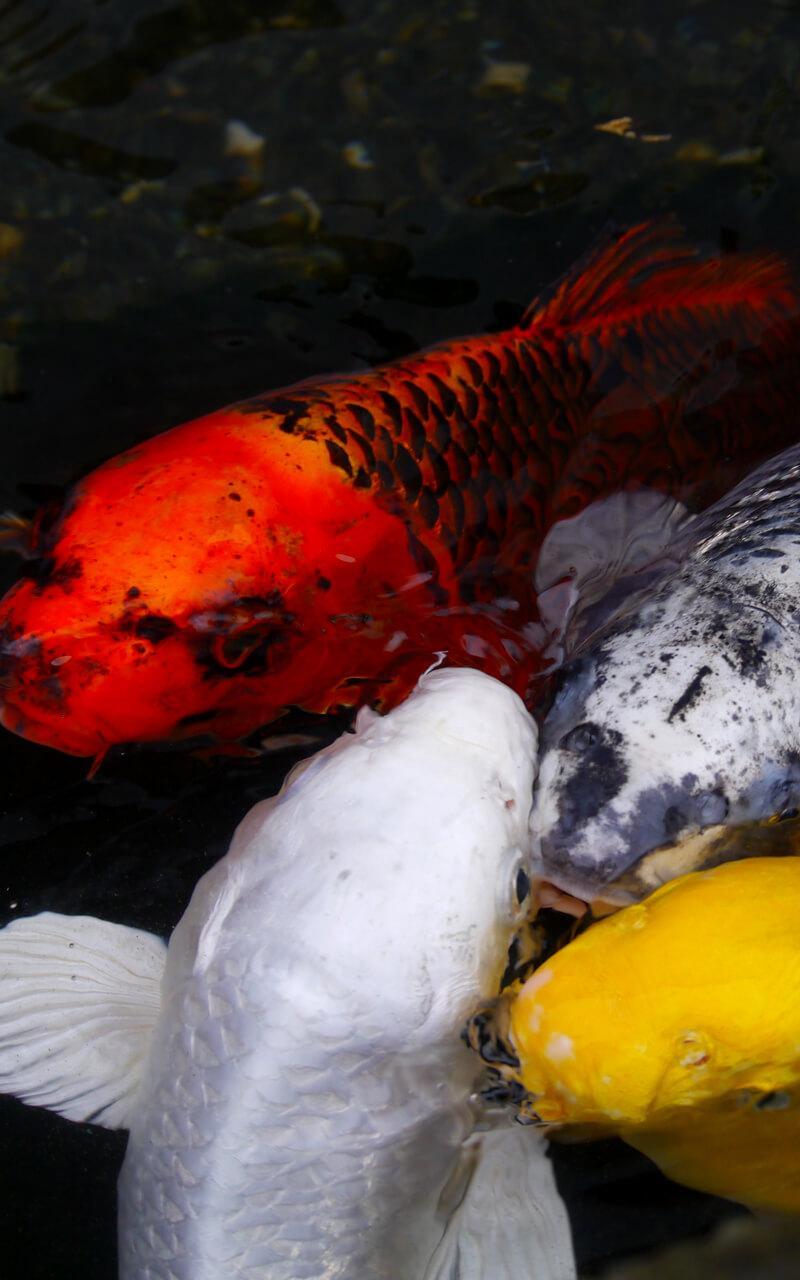 Koi Fish Live Wallpaper