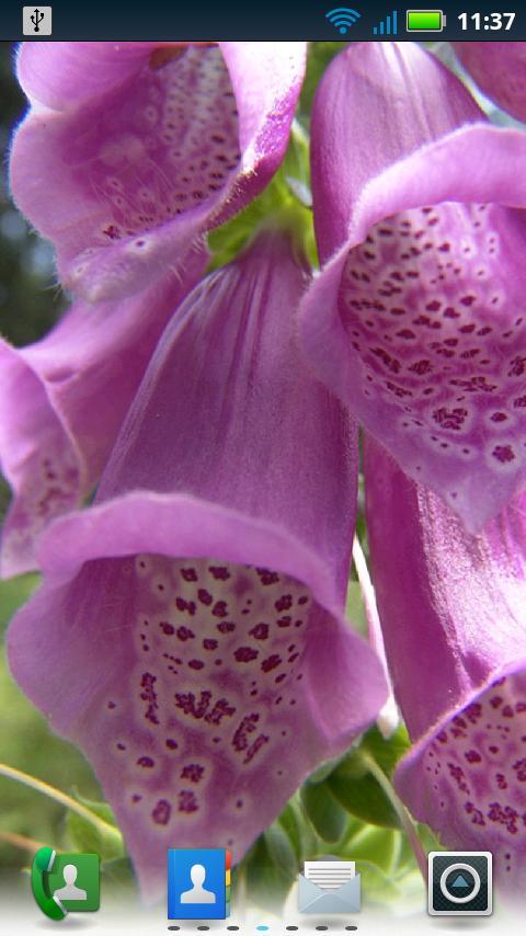 Foxgloves Live Wallpaper