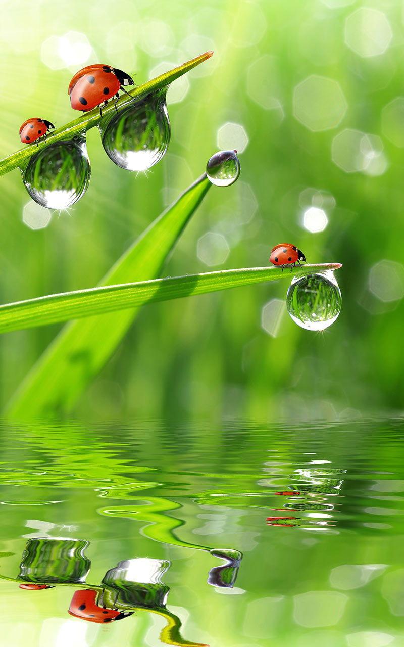 Ladybug Live Wallpaper