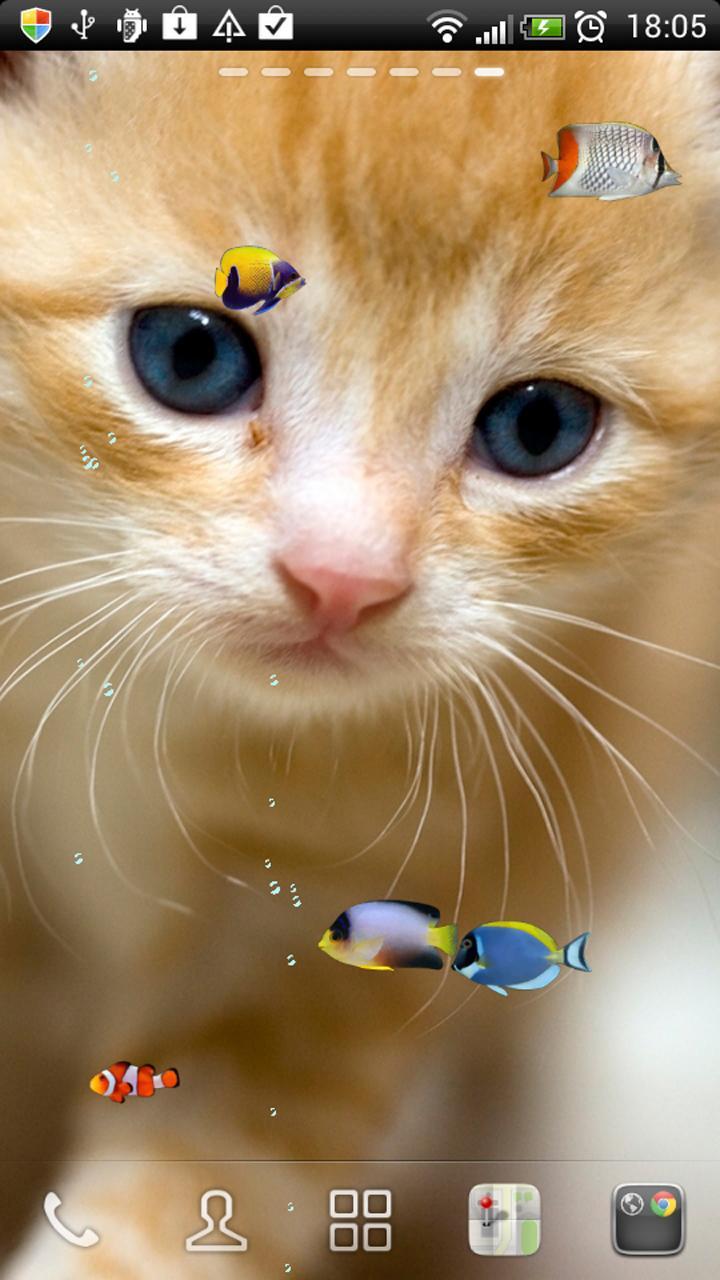 KITTY & FISH LIVE WALLPAPER(4)
