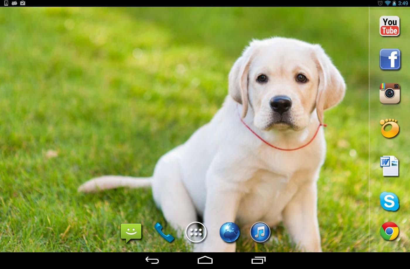 Labrador Dogs live wallpaper