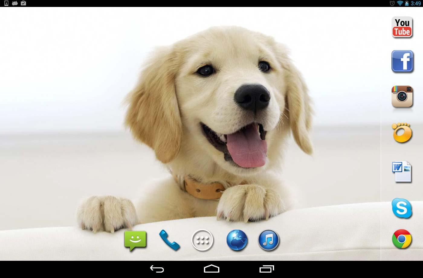 Labrador Dogs live wallpaper