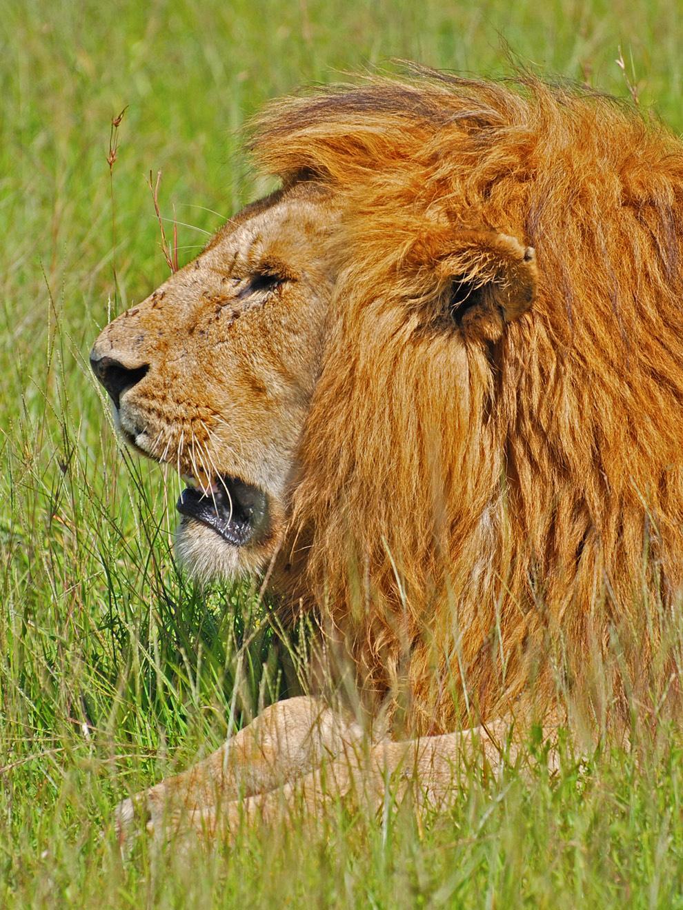 Safari Jigsaw animal puzzles