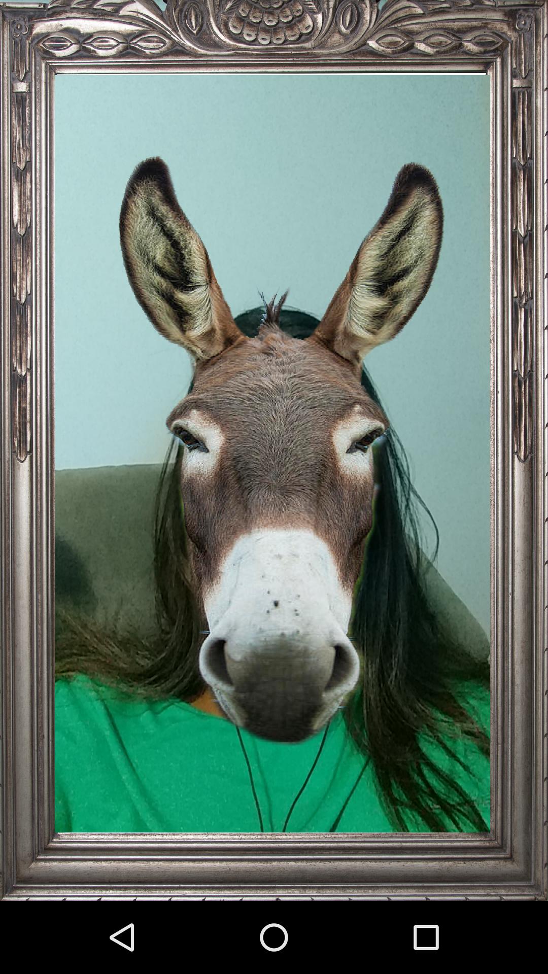 Donkey Prank Mirror