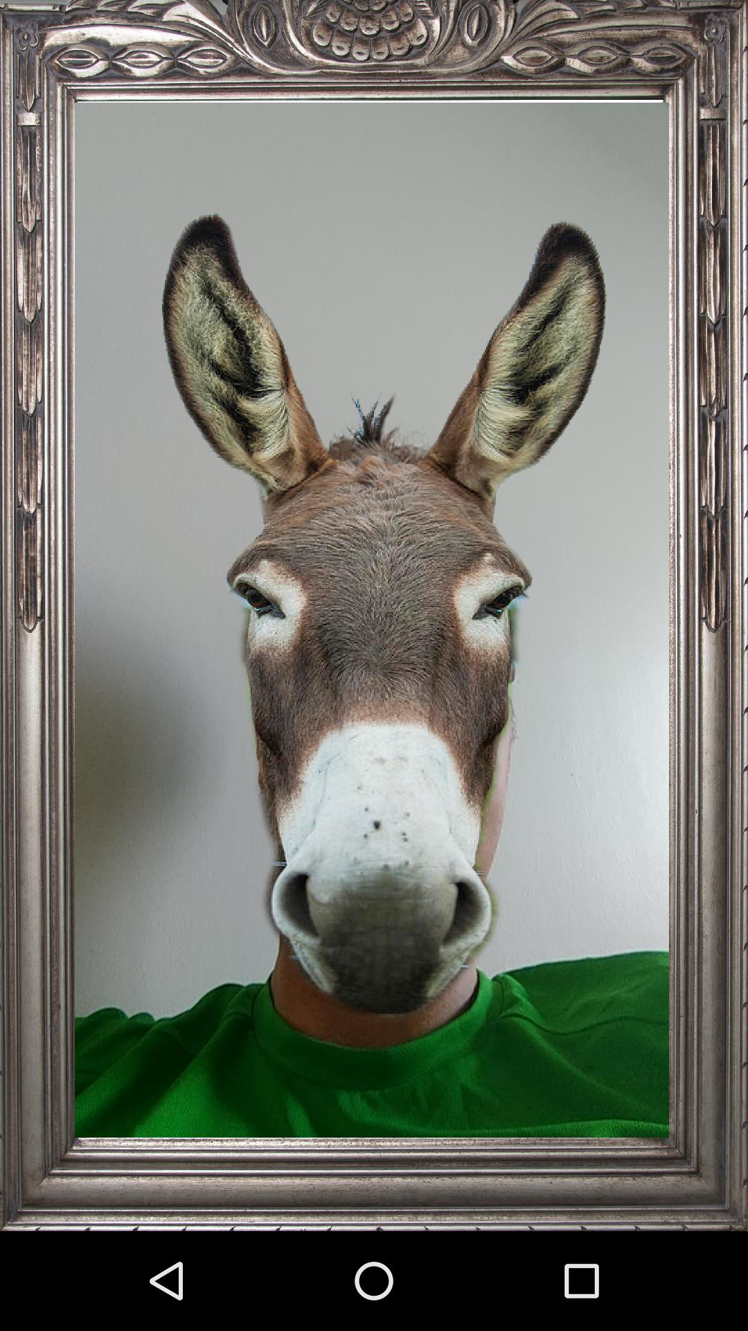 Donkey Prank Mirror