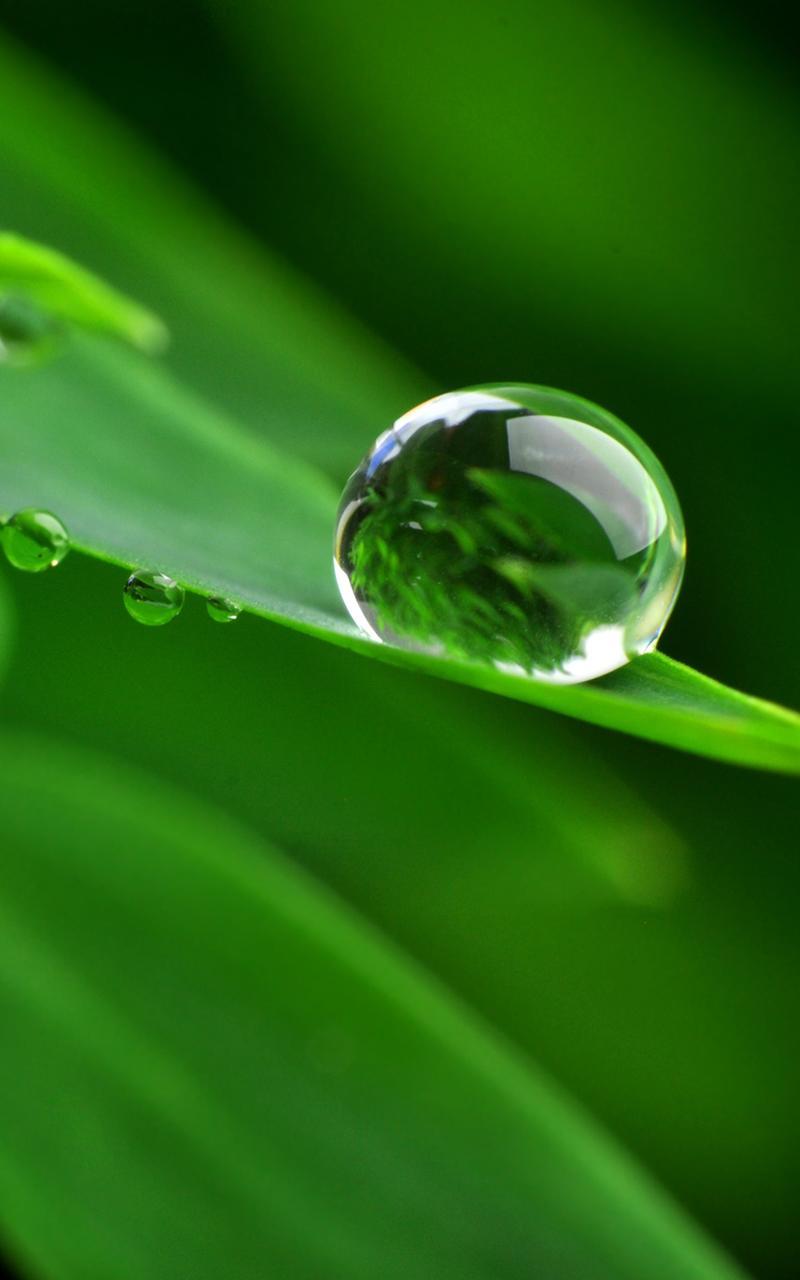 Dew Drops Live Wallpaper