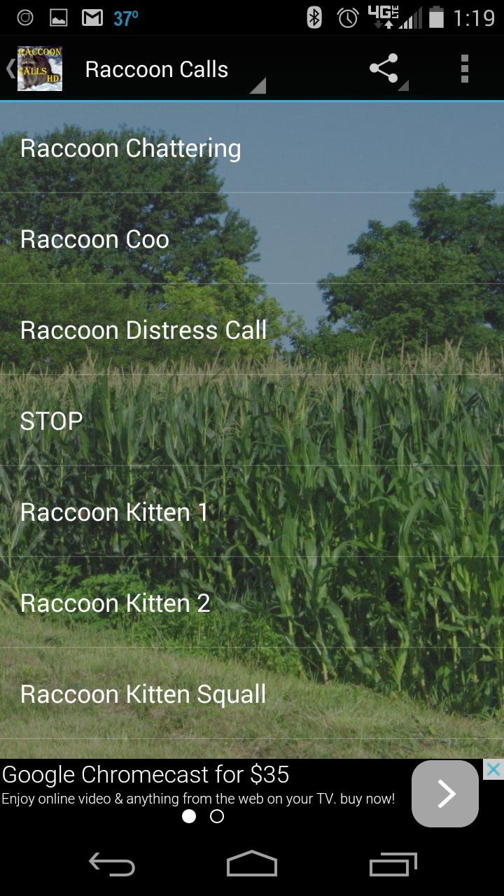 Raccoon Calls HD