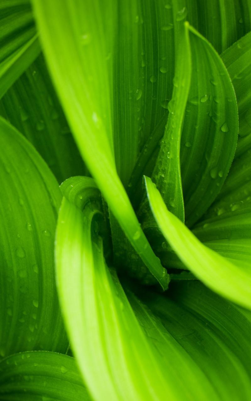 Green Leaves Live Wallpaper