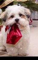 Xmas Puppy Live Wallpaper