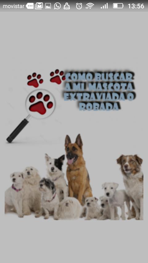 Como buscar una mascota