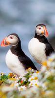 Atlantic Puffin Wallpapers HD
