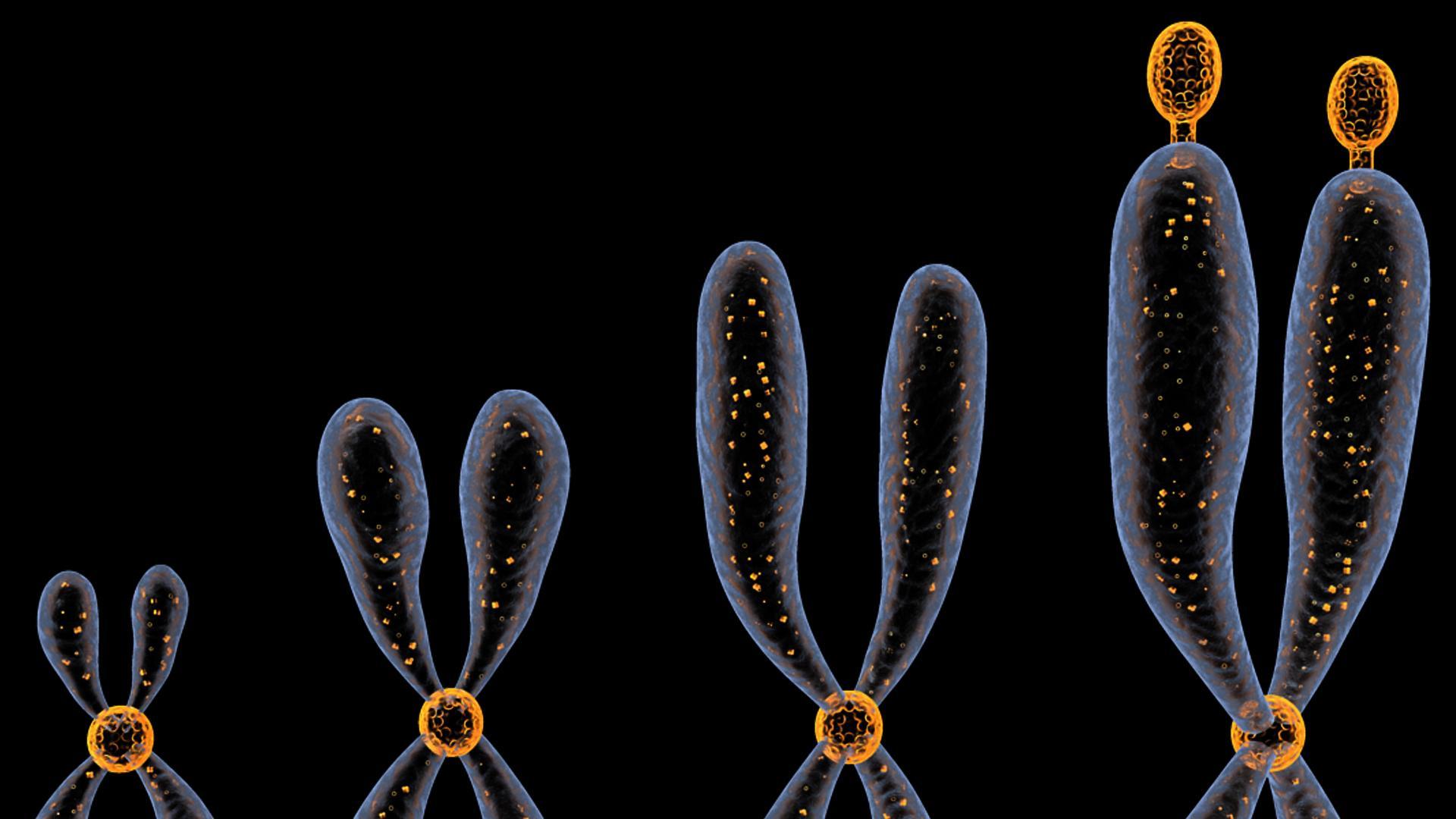 Chromosomes 3D