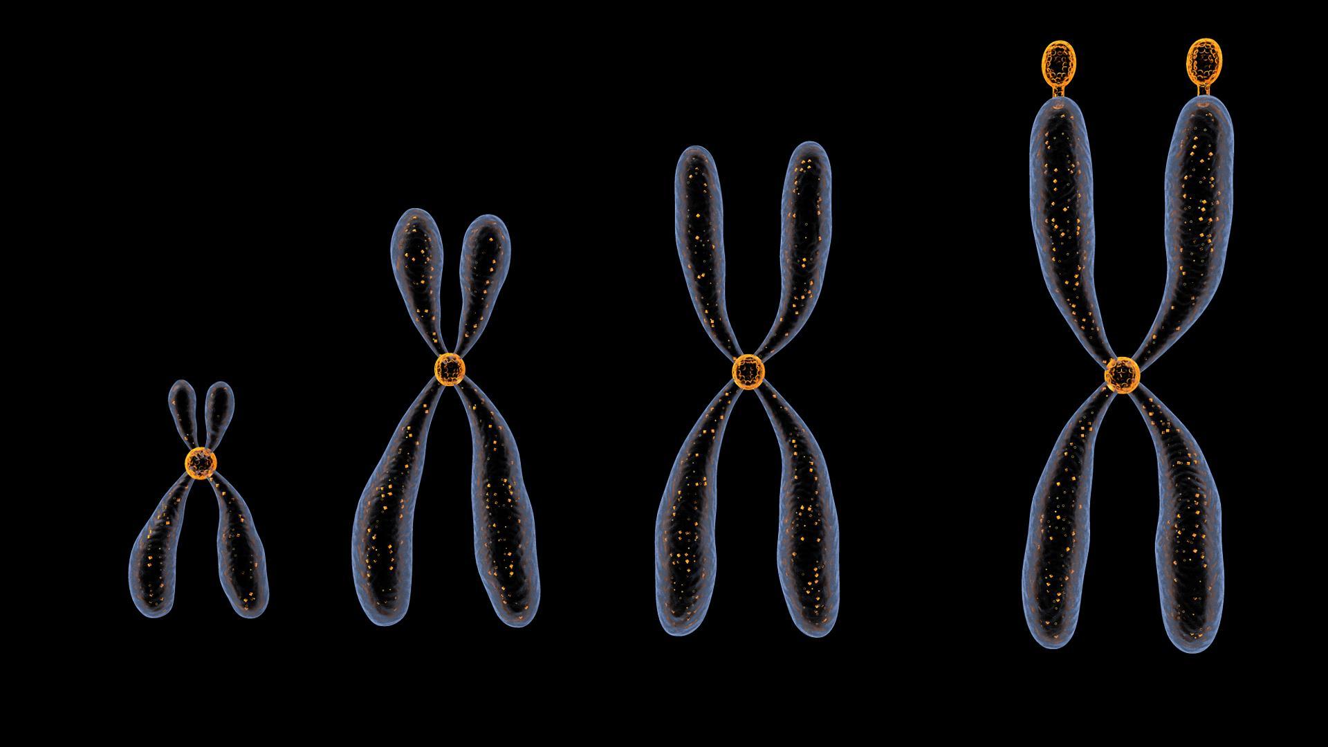 Chromosomes 3D