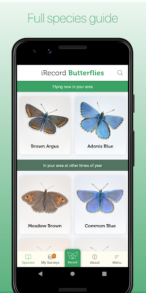 iRecord Butterflies