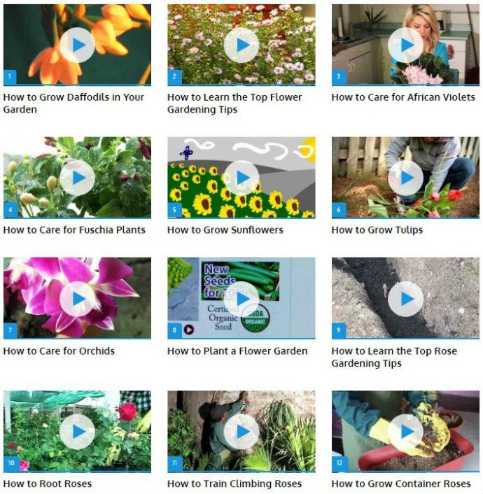 Grow Flowers (Guide)