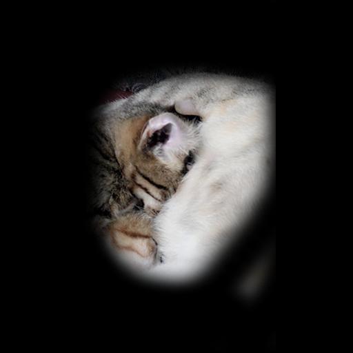 My Cat Bray