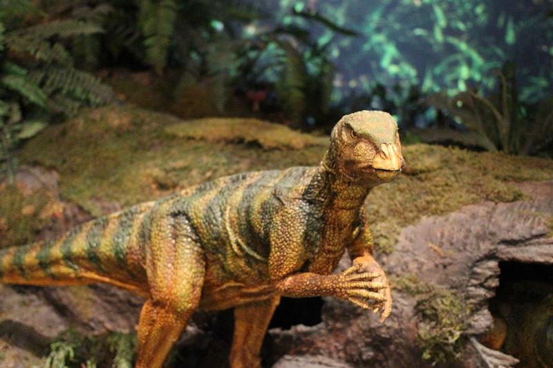 Wild Dinosaur Games