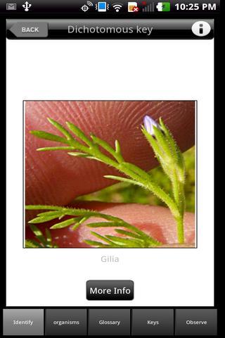 Phlox key