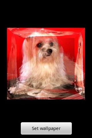 3D cute dog A6
