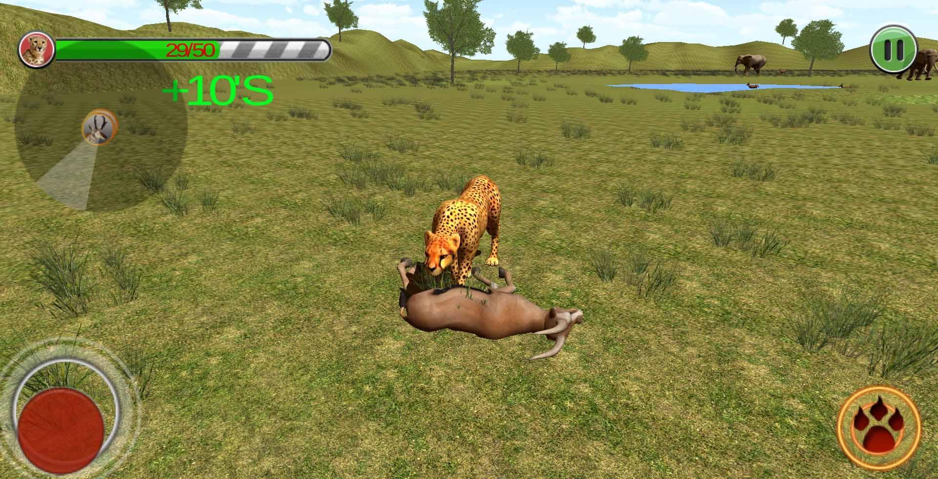 wild cheetah