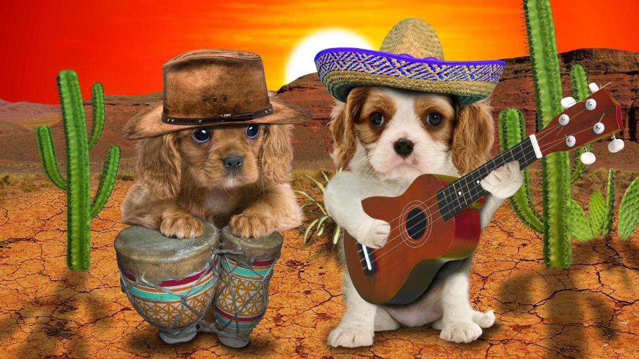 Talking puppies