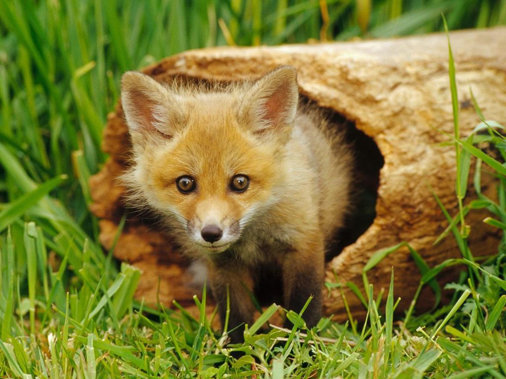 Animals Wallpapers Vol. 2.