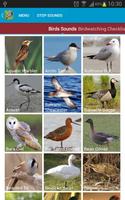UK Birds Sounds Free