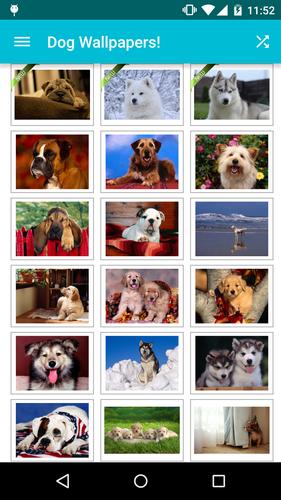 Dog Wallpapers!