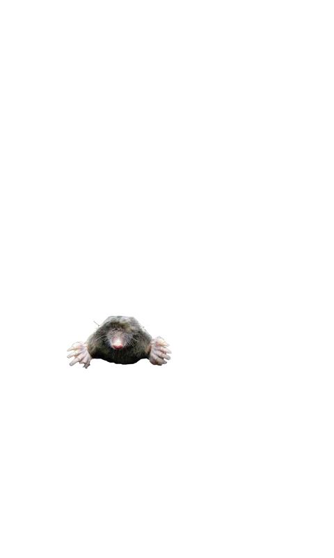 Wack-A-Mole