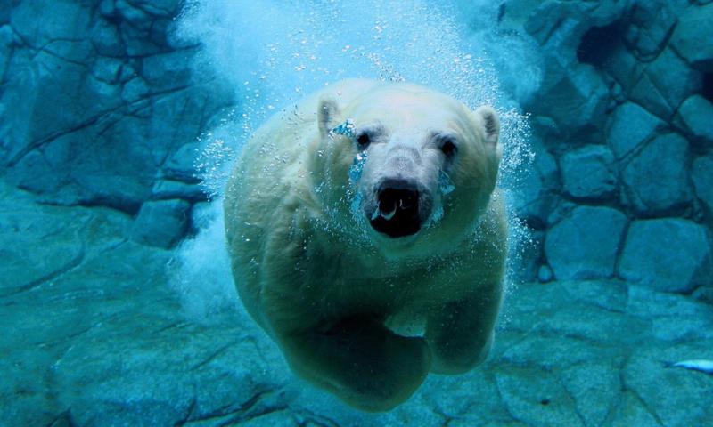Polar Bear Wallpapers
